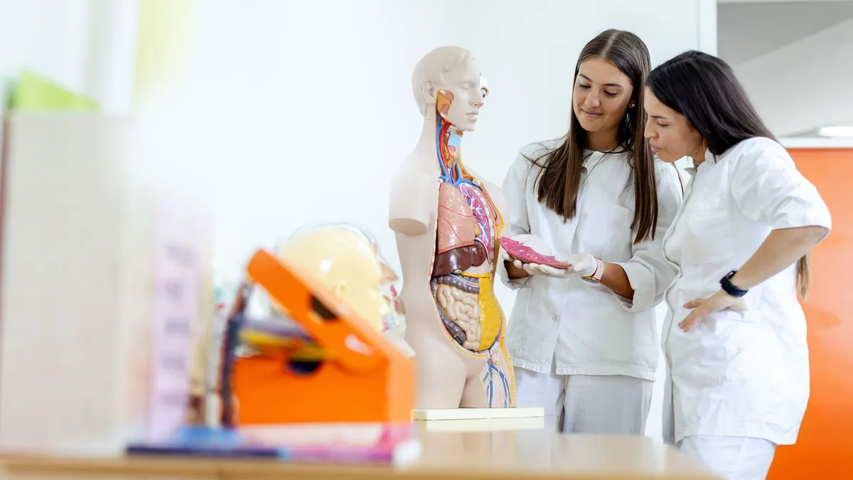 Anatomi ders notları: tıp öğrencileri gövde modeli üzerinde anatomi çalışıyor