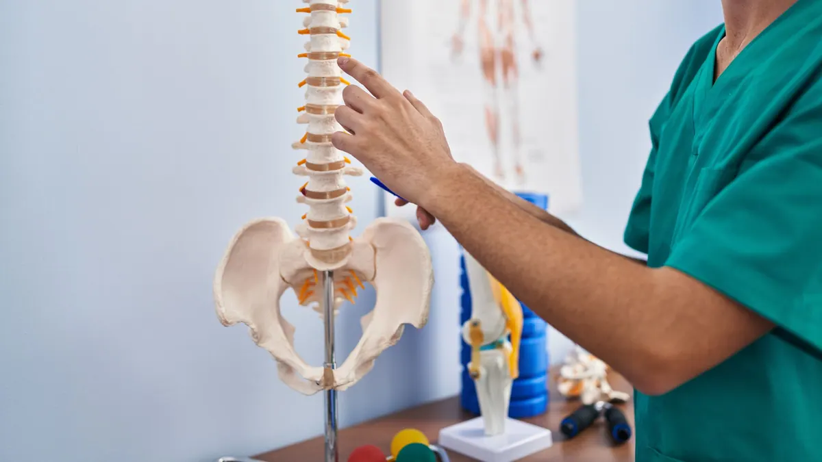 Omurga anatomisi: fizyoterapist klinikte omurga modelini inceliyor